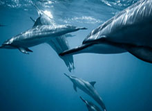 开云官网-app下载,开启智慧生活的第一步